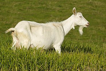 Domestic Goat (Capra hircus)