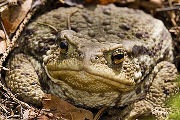 Common Toad (Bufo bufo), Kalkalpen National Park, Upper Austria, Europe