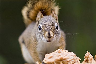 Eastern Gray Squirrel (Sciurus carolinensis)