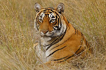 Tiger (Panthera tigris) in the dry grasses of the Ranthambore Tiger Reserve, Rajasthan, India, Asia