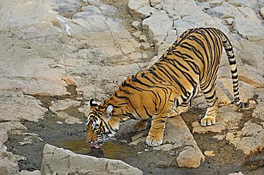 Tiger (Panthera tigris) at a rocky water hole in Ranthambore National Park, Rajasthan, India, Asia