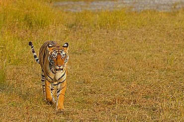 Tiger (Panthera tigris) in the dry grasses of Ranthambore tiger reserve, Rajasthan, India, Asia