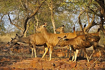 Alert female Sambar Deer (Cervus unicolor niger) in the rocky valley of Ranthambore National Park, Rajasthan, India, Asia