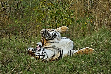 Tiger (Panthera tigris) rolling in grass after the monsoon rains, Ranthambore National Park, Rajasthan, India, Asia