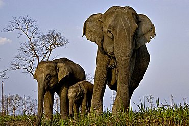 Female Asian elephant (Elephas maximus) with her calves in Kaziranga National Park, Assam, India, Asia