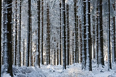 Snow-covered fir plantation on Feldberg Mountain in the Taunus Ranges, Hesse, Germany, Europe