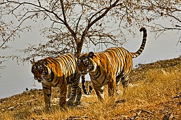 Two tigers (Panthera tigris) moving on the dry grasses of the dry deciduous forest of Ranthambore Tiger Reserve