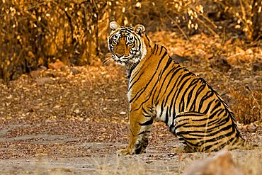 Tiger (Panthera tigris) sitting in the golden light at dusk on the forest tracks of Ranthambore Tiger Reserve, India