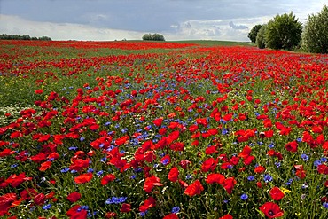 Field of poppies (Papaver rhoeas), Grevesmuehlen, Schleswig-Holstein, Germany, Europe