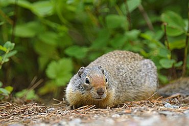 Columbian Ground Squirrel (Spermophilus columbianus) in Glacier National Park, Montana, USA