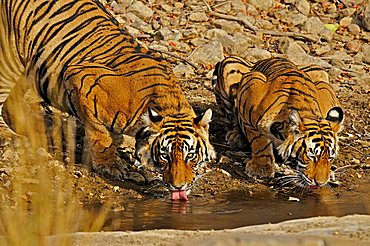 Two tigers at a water hole in Ranthambore, Rajasthan, India