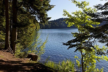 Lac Pavin, Pavin crater lake, Parc naturel regional des Volcans d'Auvergne, Auvergne Volcanoes Regional Nature Park, Puy de Dome, France, Europe