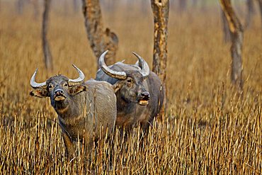 Wild Buffaloes (Bubalis bubalis arnee or Bubalis arnee) in burnt out grasslands in Kaziranga National Park in the north east Indian state of Assam, India