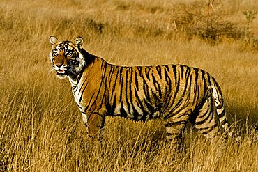 Tiger (Panthera tigris) moving on the dry grasses of the dry deciduous forest of Ranthambore Tiger Reserve at sunrise, India