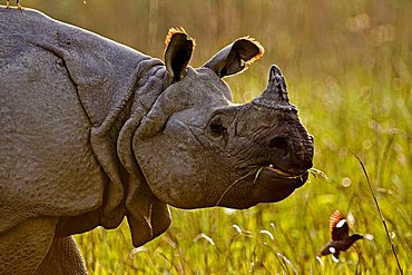 Asian One-horned rhino (Rhinoceros unicornis) in Kaziranga National Park in the north east Indian state of Assam, India