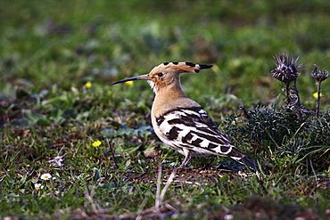 Hoopoe (Upupa epops) sitting on ground, Extremadura, Spain, Europe