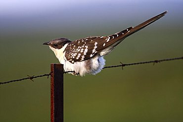 Great Spotted Cuckoo (Clamator glandarius) sitting on rusty barbed wire fence, Extremadura, Spain, Europe