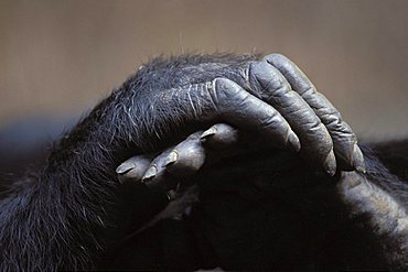 Chimpanzee hands (Pan troglodytes)