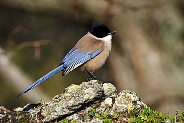 Blue Magpie (Cyanopica Cyana) sitting on moss-covered stone, Extremadura, Spain, Europe