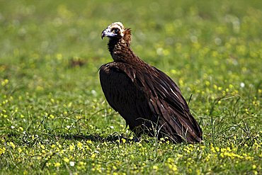 Eurasian Black Vulture (Aegypius monachus) sitting on meadow, Extremadura, Spain, Europe