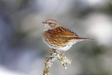 Dunnock or Hedge Warbler (Prunella modularis) sitting on a branch in winter