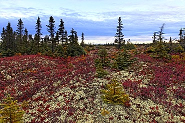 Boreal forest along St Lawrence river, Black Spruce (Picea mariana) and Northern Highbush Blueberry (Vaccinium corymbosum), Duplessis district, Quebec, Canada