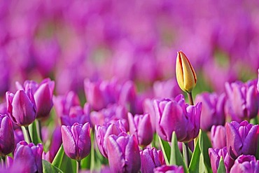 Tulips (Tulipa sp.), Lisse, South Holland, Holland, Netherlands, Europe`