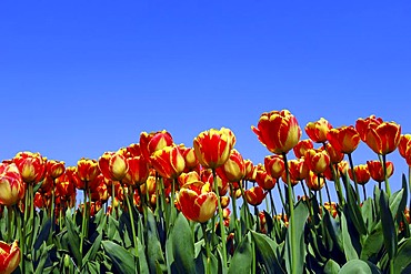 Tulips (Tulipa sp.), Lisse, South Holland, Holland, Netherlands, Europe`