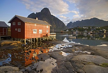 A typical red rorbuer house, rorbu, at the coast of the Norwegian Sea near Reine, mountains at back, island of Moskenesoy, Moskenesoy, Lofoten archipelago, Nordland, Norway, Europe