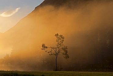 Lone tree in morning fog near Stryn, Storesunde, Sogn og Fjordane, Norway, Europe