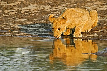 Lion cup (Panthera leo) is trinking at a waterhole, Savuti, Chobe Nationalpark, Botswana, Africa