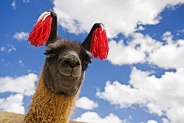 Portrait of a llama (Lama glama), Altiplano, Bolivia, South America