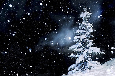 Fir tree with snow and snowflakes