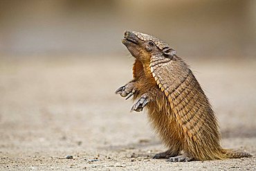 Amadillo (Dasypodidae), peninsula Valdes, Patagonia, east coast, Atlantic Ozean, Argentina, South America