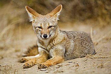 Grey Zorro (Pseudalopex griseus), peninsula Valdes, Patagonia, east coast, Atlantic Ozean, Argentina, South America