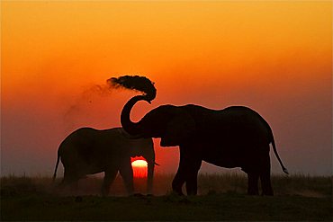 African elephants (Loxodonta africana) sunset. Chobe National Park, Botswana, Africa