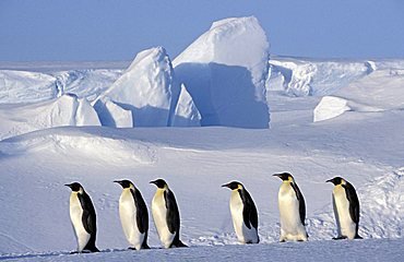 Emperor Penguin (Aptenodytes forsteri) colony, Dawson-Lambton Glacier, Antarctica