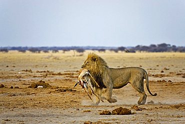 Lion, male (Panthera leo) with a killed springbok, (Antidorcas marsupialis), Nxai Pan, Makgadikgadi Pan National Park, Botswana, Africa