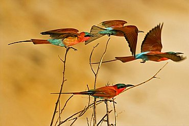 flying Carmin Bee-eater (Merops nubicoides), Zambezi (Sambezi), Caprivi, Namibia, Africa