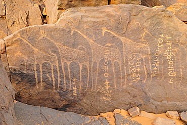 Rock engraving of a giraffe and Tifinagh writings, Adrar Tekemberet, Immidir, Algeria, Sahara, North Africa