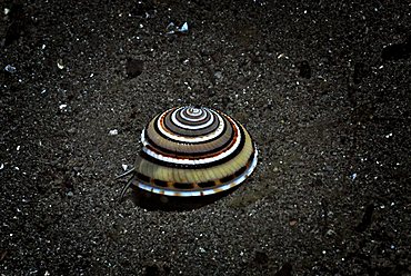 Perspective Sundial Shell (Architectonica perspectiva), Komodo National Park, Indonesia, Southeast Asia