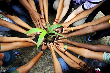 Hands and arms of young people, arranged radially around a seedling