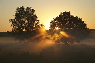 Moody sunrise behind two isolated trees in a meadow in fog, with reddish sun rays, Germany, Europe