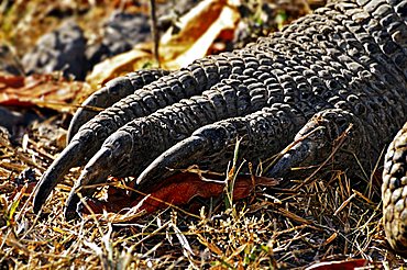 Claws of a Komodo Dragon (Varanus komodoensis), Komodo National Park, World Heritage Site, Komodo, Indonesia, Asia