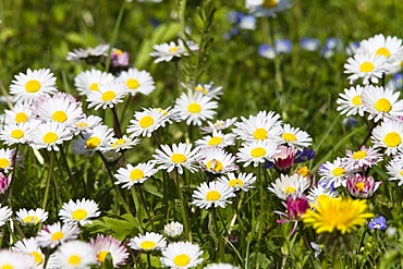 Common daisies (Bellis perennis), Bavaria, Germany, Europe