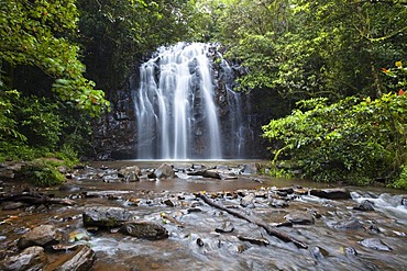 Ellinja Falls in a rainforest, Waterfall Circuit, Atherton Tablelands, Queensland, Australia