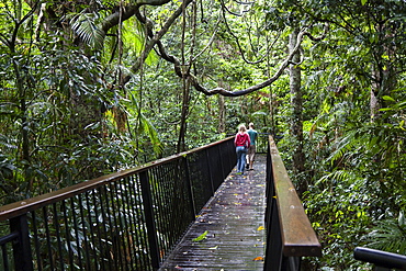 Wooden walkway in the rainforest, at the Barron Falls near Kuranda, Barron Gorge National Park, Queensland, Australia