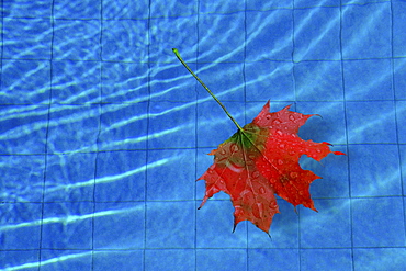 Maple leaf (Acer) in a pool