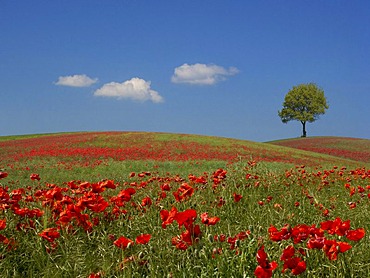 Field of Poppies (Papaver), Stadtilm, Thuringia, Germany, Europe,