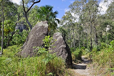 Trail in the Carnarvon Gorge National Park, Queensland, Australia